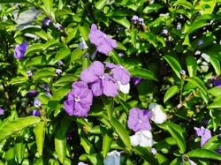 Photo 9 of Brunfelsia spp.