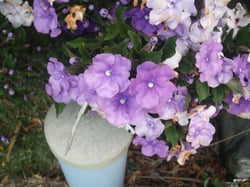 Photo 2 of Brunfelsia spp.