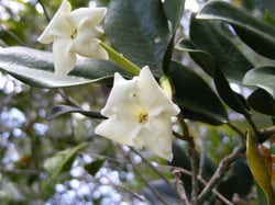 Photo 8 of Brunfelsia spp.