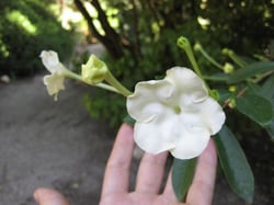 Photo 5 of Brunfelsia spp.