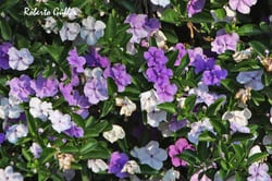 Photo 6 of Brunfelsia spp.