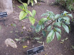Photo 7 of Brunfelsia spp.