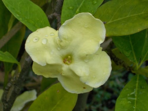 Photo 1 of Brunfelsia spp.