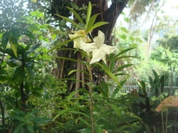 Photo 4 of Brunfelsia spp.