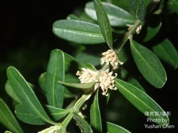Photo 6 of Buxus spp.