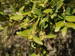Photo 3 of Buxus spp.