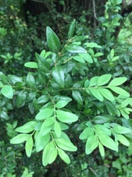 Photo 2 of Buxus spp.