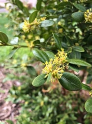 Photo 8 of Buxus spp.