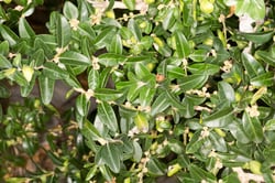 Photo 9 of Buxus spp.