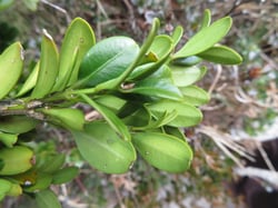 Photo 5 of Buxus spp.
