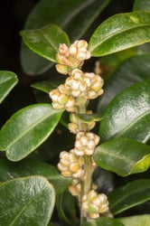 Photo 7 of Buxus spp.