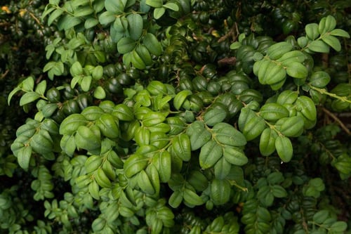 Photo 1 of Buxus spp.