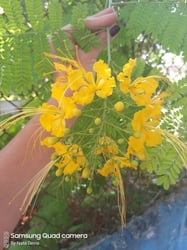 Photo 8 of Caesalpinia pulcherrima