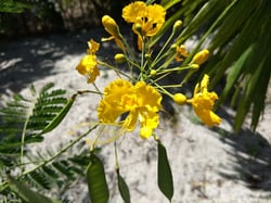 Photo 7 of Caesalpinia pulcherrima