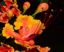 Photo 6 of Caesalpinia pulcherrima