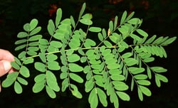Photo 3 of Caesalpinia pulcherrima