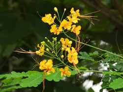 Photo 2 of Caesalpinia pulcherrima