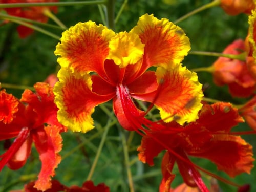 Photo 1 of Caesalpinia pulcherrima