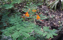 Photo 4 of Caesalpinia pulcherrima