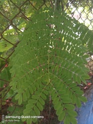 Photo 9 of Caesalpinia pulcherrima