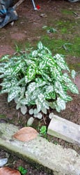 Photo 7 of Caladium spp.