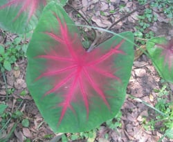 Photo 9 of Caladium spp.