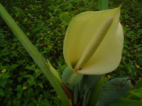 Photo 1 of Caladium spp.