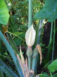 Photo 2 of Caladium spp.