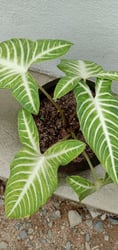 Photo 8 of Caladium spp.