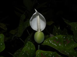 Photo 6 of Caladium spp.