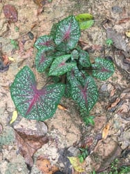 Photo 5 of Caladium spp.