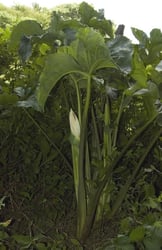 Photo 4 of Caladium spp.