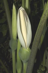 Photo 3 of Caladium spp.