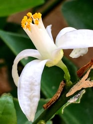 Photo 9 of Citrus mitis