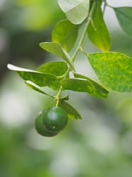 Photo 7 of Citrus mitis