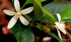 Photo 6 of Citrus mitis