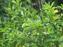 Photo 5 of Citrus mitis