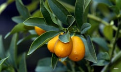 Photo 10 of Citrus mitis