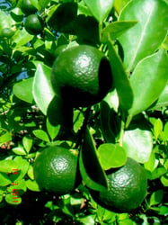 Photo 8 of Citrus mitis