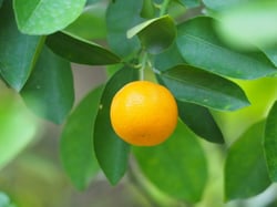 Photo 4 of Citrus mitis