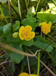 images/plants/caltha-palustris/2927007eae0158db4b0d1b3ecb240fbe