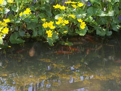 images/plants/caltha-palustris/3a7d7333a30d0421e404e4cb13a2192d