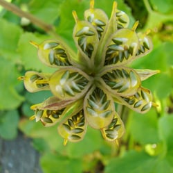 images/plants/caltha-palustris/3e1cfede59e95826cfa11c9a2bafa927