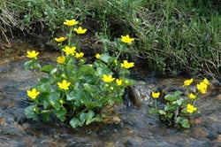 images/plants/caltha-palustris/754ba024c61b13d2fafa2d856247903e