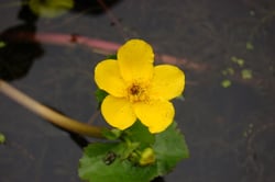 images/plants/caltha-palustris/9767f475ca0973f5298c386d09f83da3