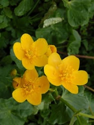 images/plants/caltha-palustris/9900db814a06034adc89c3ac578831ad