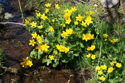 images/plants/caltha-palustris/a49e81d5f91ffedff627f119581f3535