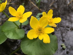 images/plants/caltha-palustris/a82bd08527e48025cb6806c97e2a836c