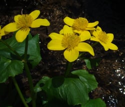 images/plants/caltha-palustris/e26b12e439f38e0e011bccace019aa07