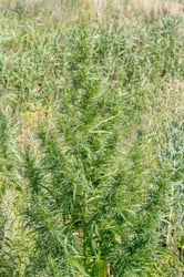 Photo 6 of Cannabis sativa
